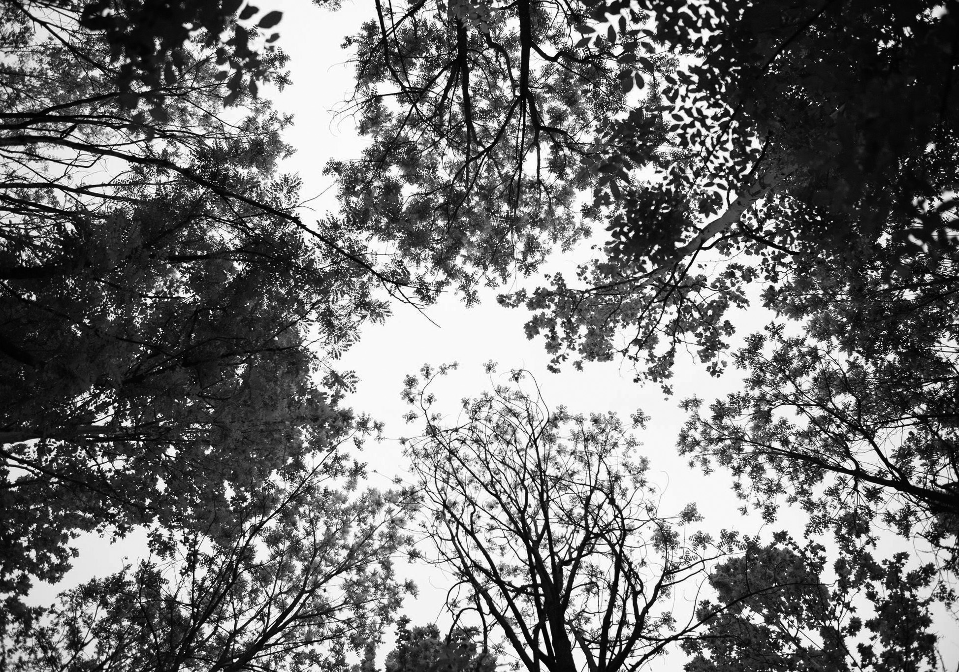 Il bosco delle viole Il bosco delle viole