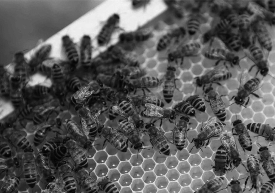 “Il mio non sol ma l’altrui ben procuro” – L’affascinante mondo delle api